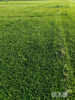 草卷状早熟禾草