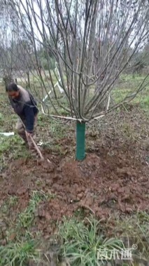 12公分红宝石海棠