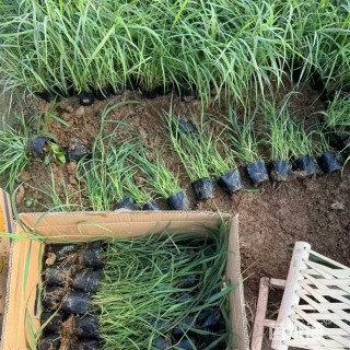 高度45厘米细叶芦苇