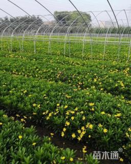 高度25厘米黄金菊