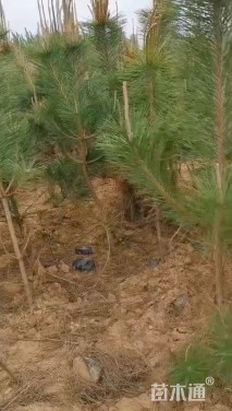 高度200厘米黑松