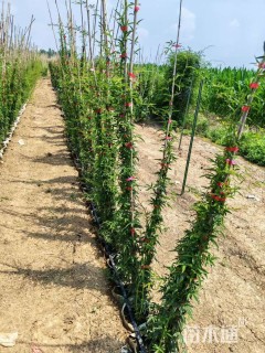 180厘米重瓣黄木香