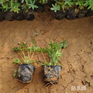 高度12厘米羽扇豆