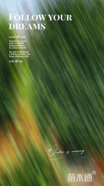 高度220厘米茶梅柱