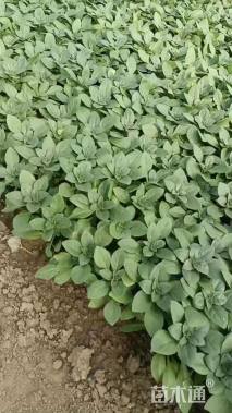 高度5厘米矮牵牛