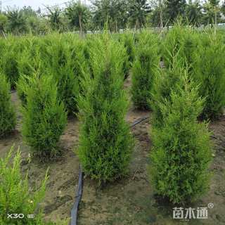 高度200厘米塔柏