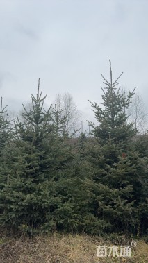 高度350厘米青海云杉