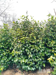 高度200厘米茶花