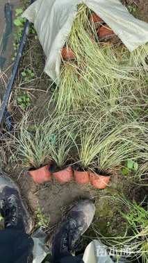 高度20厘米金叶苔草