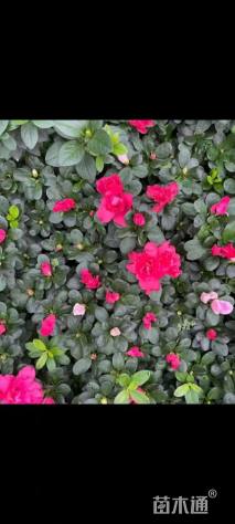 高度30厘米夏鹃