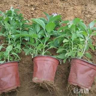 高度24厘米鼠尾草