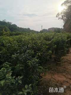 高度100厘米嘉宝果