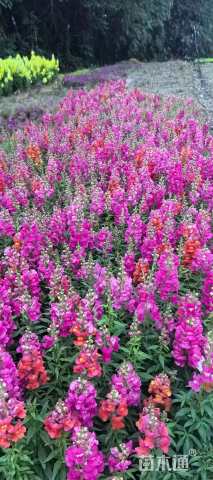 高度40厘米金鱼草