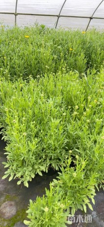 高度40厘米金鸡菊