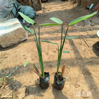 高度40厘米水竹芋