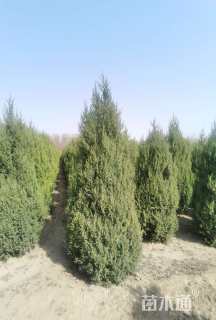 高度200厘米蜀桧