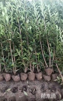 高度150厘米法国冬青