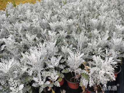 高度5厘米银叶菊