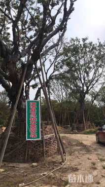 高度20厘米狐尾天门冬