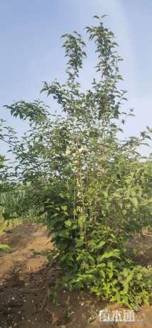 高度80厘米太平花