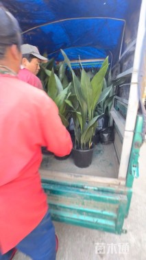 高度80厘米一叶兰