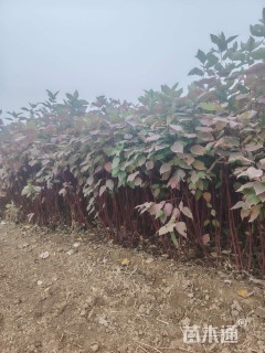 高度80厘米红瑞木