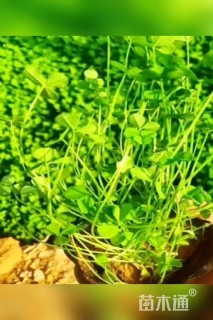 高度15厘米三叶草