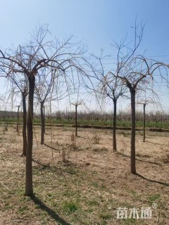 8公分金枝龙爪槐