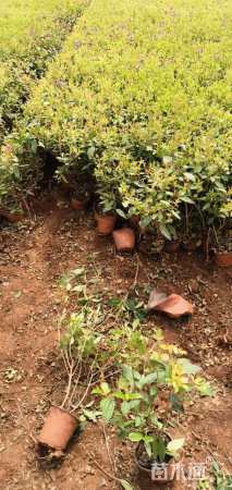 高度35厘米巴西野牡丹