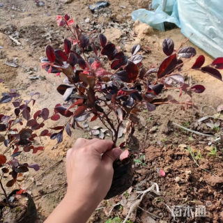 高度80厘米红花继木小苗