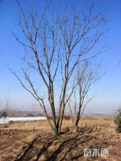 60公分(5杆)丛生黄连木