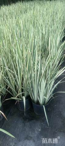 高度50厘米花叶玉蝉花