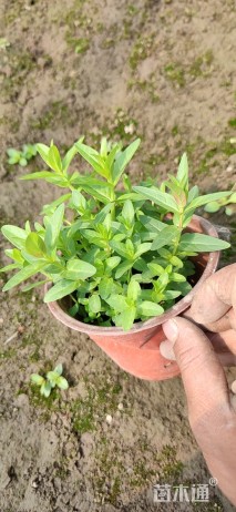 千屈菜