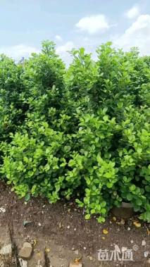 高度120厘米火山榕