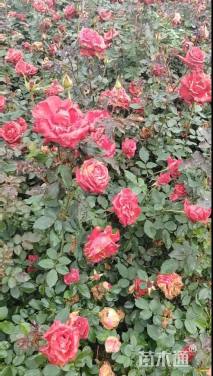 高度25厘米月季