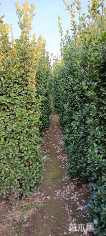 高度1500厘米大叶黄杨柱