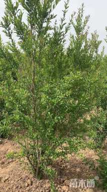 高度150厘米丛生石榴