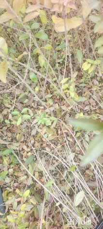 高度40厘米水蜡