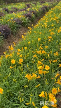 高度30厘米金娃娃萱草