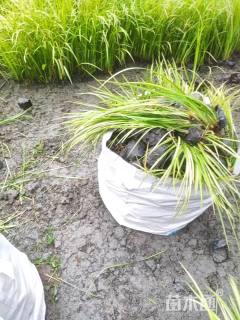 高度25厘米金叶石菖蒲