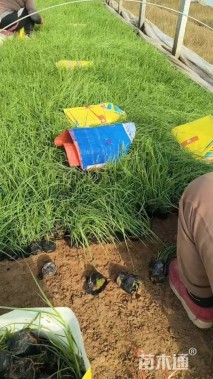 高度40厘米巴茅