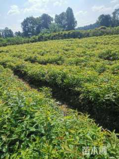 高度40厘米木荷小苗