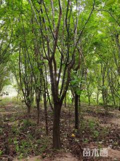 10公分木瓜海棠