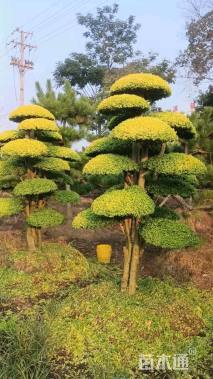 高度200厘米小叶女贞