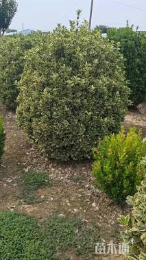 冠幅150厘米金边黄杨球