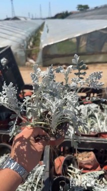 高度30厘米芙蓉菊