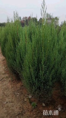 高度400厘米桧柏