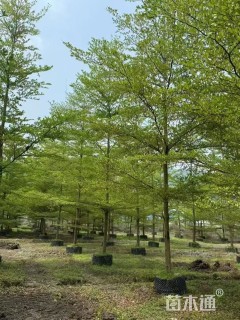 15公分小叶榄仁