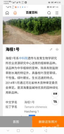 柽柳