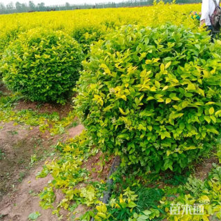 冠幅150厘米金叶女贞球